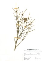 藏品(臺灣鐵杉)的圖片